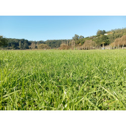Mezcla Pasto en Rollo por m² 🌿 Alfombra Verde Natural de Alta Resistencia